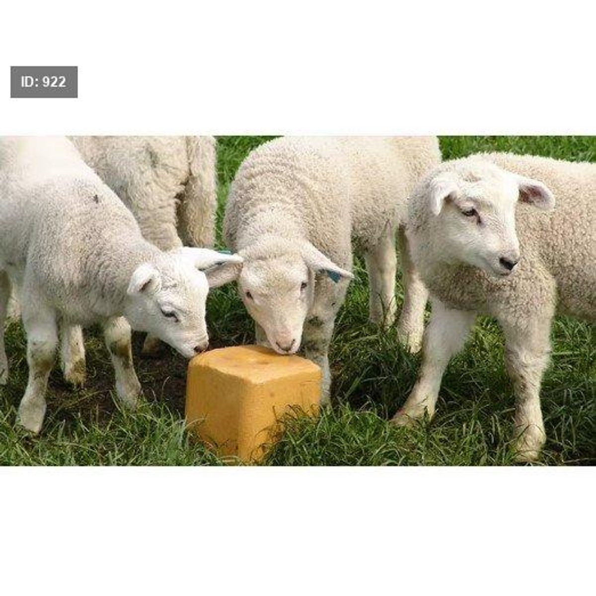 حجر ملح للأغنام 5 كغم