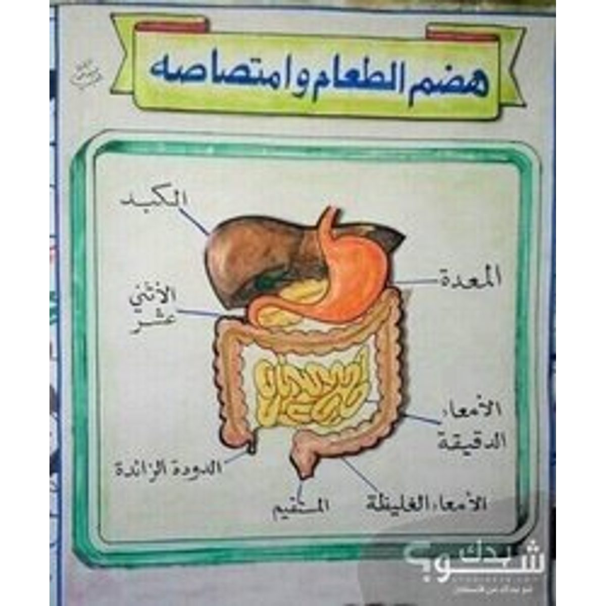 رسام(ة)/فنان(ة) — سيرين ابراهيم حواس
