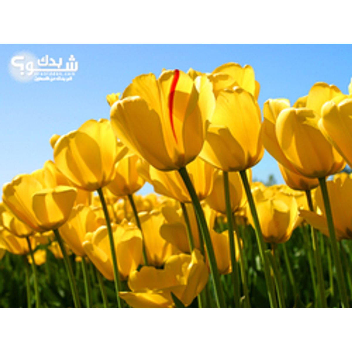 فني بساتين / تنسيق حدائق — بسام الرفاعي