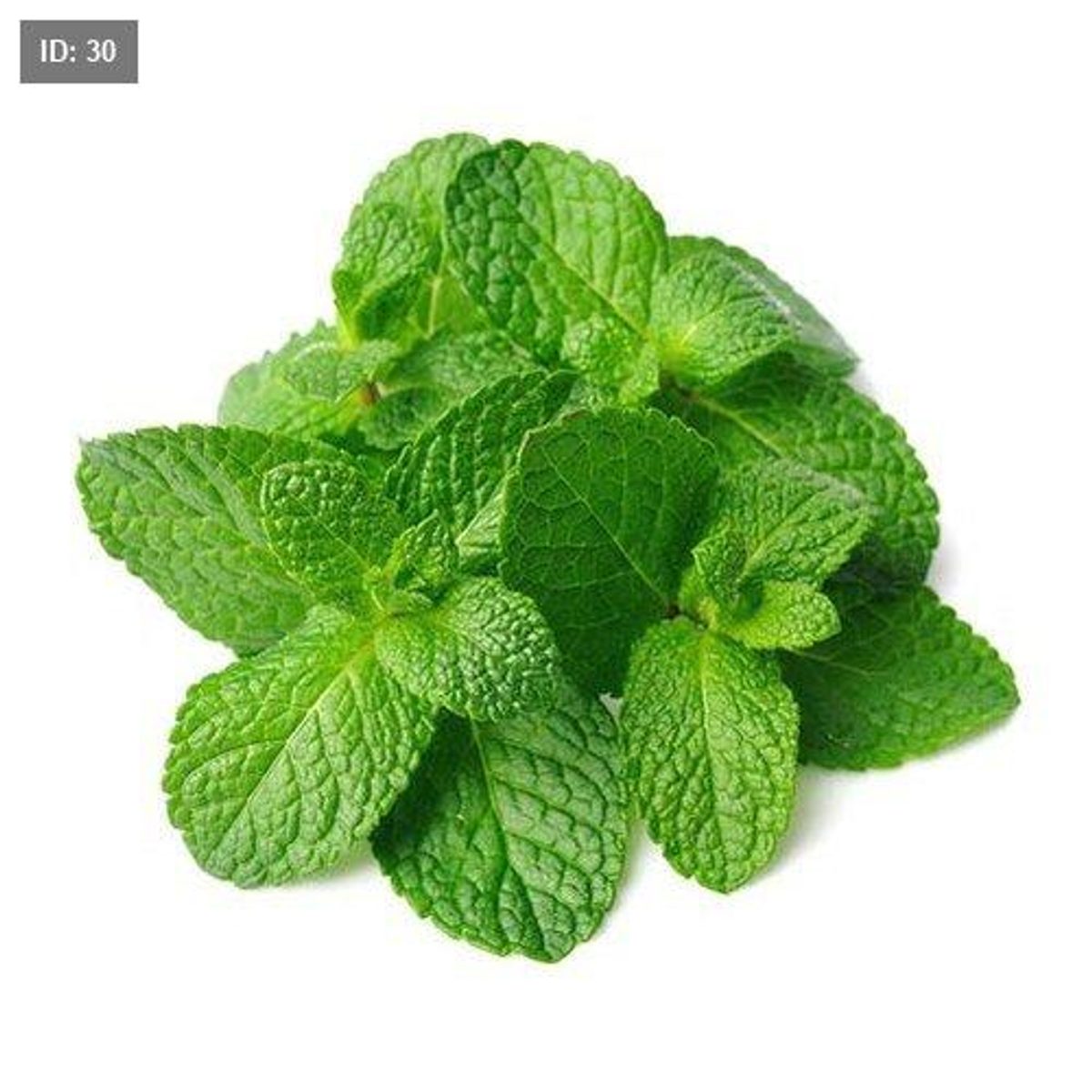 نعنع