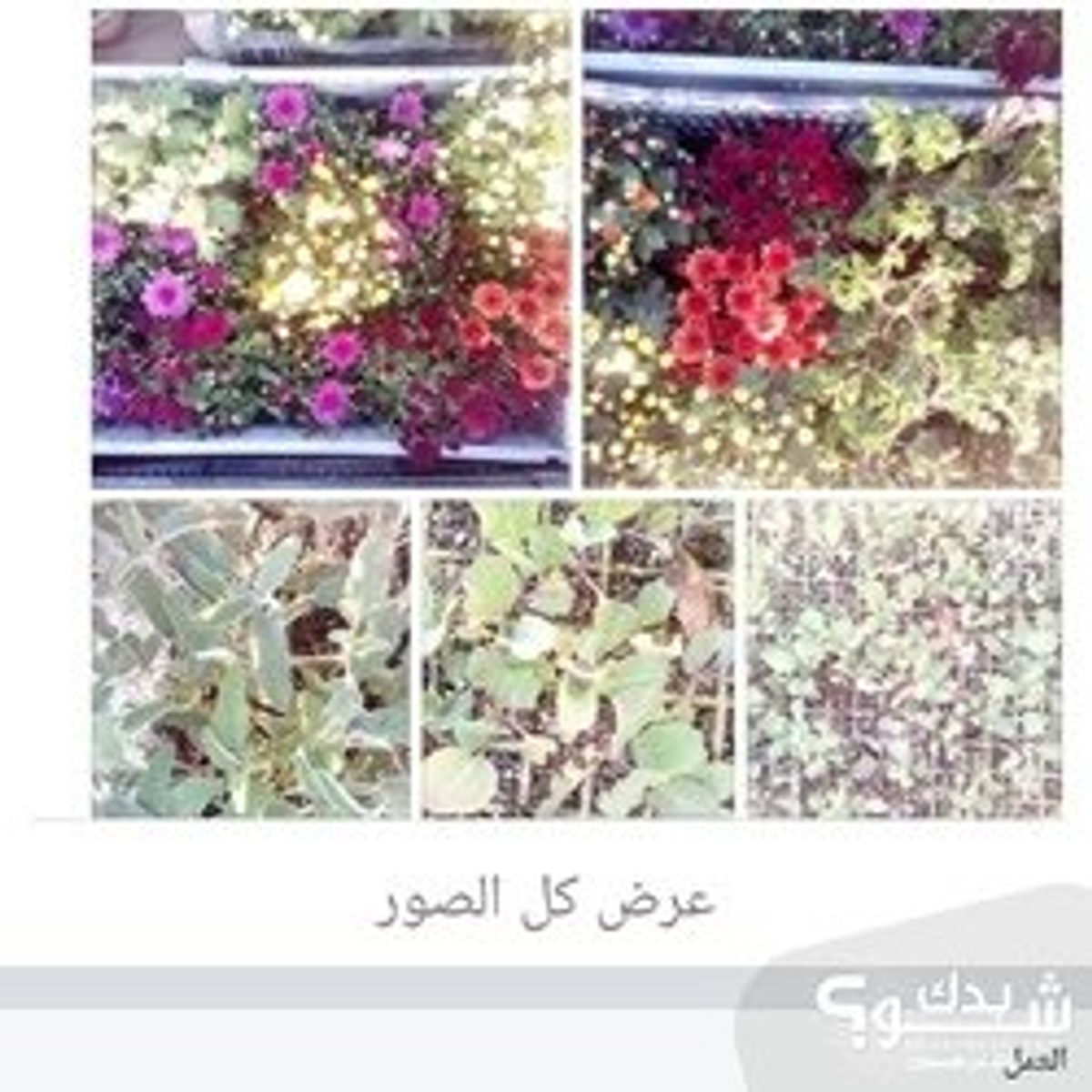 فني بساتين / تنسيق حدائق — صهيب ابو هاشم