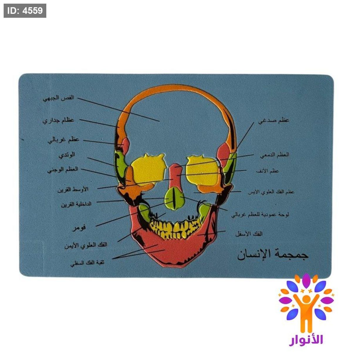 بازل اسفنجي - جمجمة الانسان
