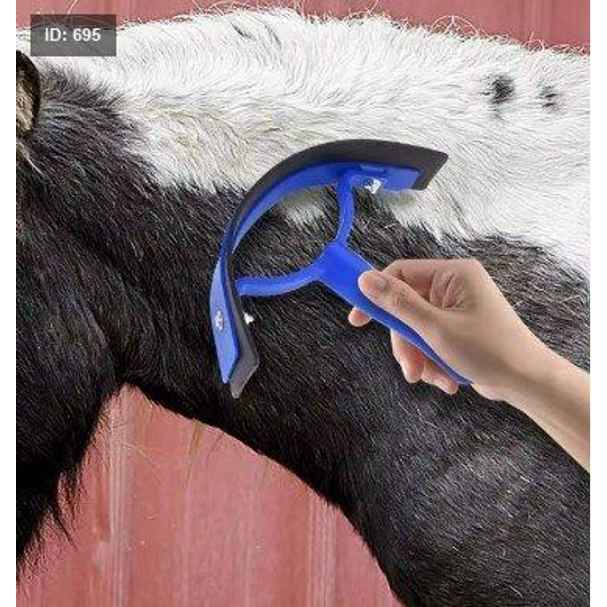 جرادة خيل
