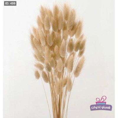 ذيل الارنب