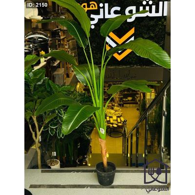 شجرة موز قوار اسود