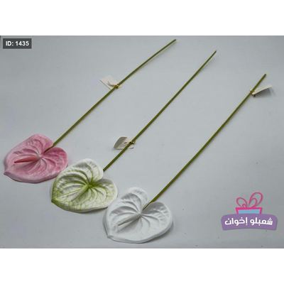 زهرة الفلامنجو حجم صغير