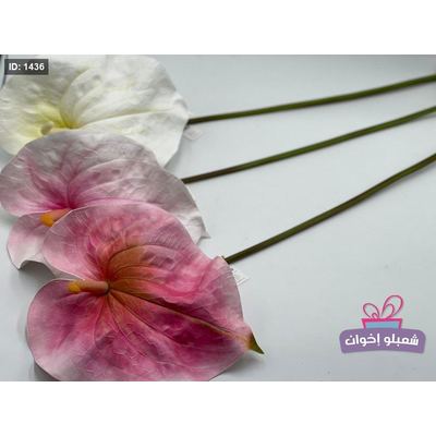 زهرة الفلامنجو