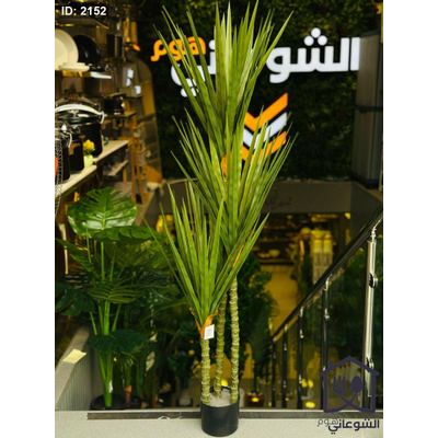 شجرة نخيل 3 عروق قوار اسود