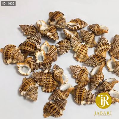 صدف 🦪 بحر ( كبير ) لون بني مونس