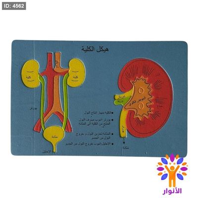 بازل اسفنجي - هيكل الكلية