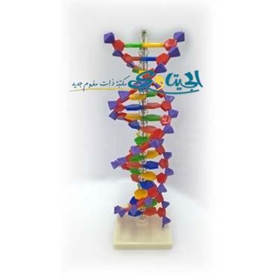 مجسم DNA