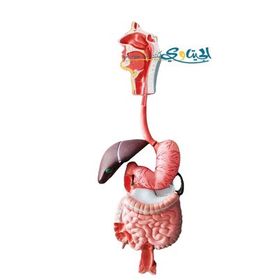 لوحة مجسم الجهاز الهضمي قابل للتفكيك