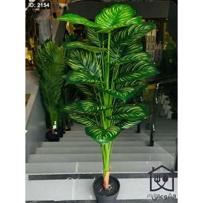 شجرة الموندرا اخضر قرار اسود