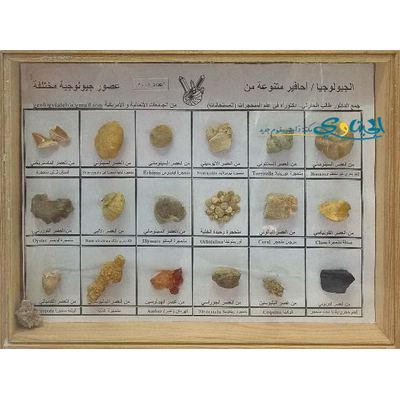 صندوق عينات احافير جيولوجيا