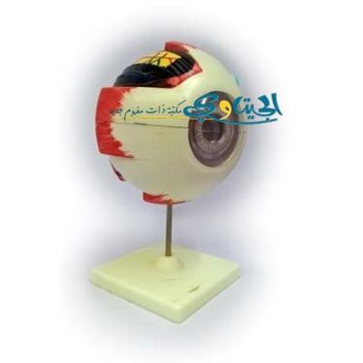 مجسم عين الانسان