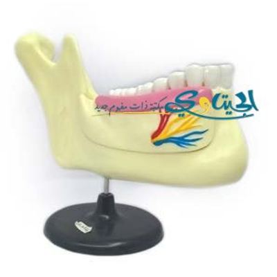 مجسم الاسنان مع الفك