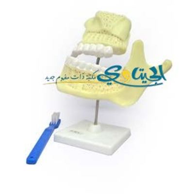 مجسم الاسنان مع الفكين