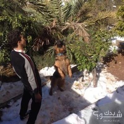 مدرب حيوانات — عدي طيطي
