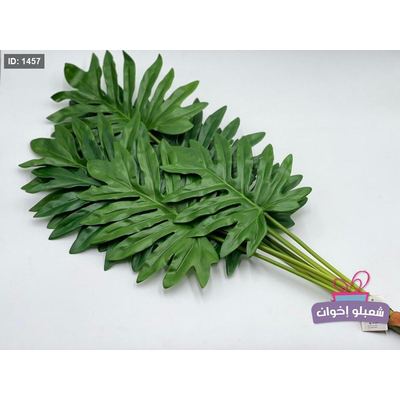 عروق خضار كبيره