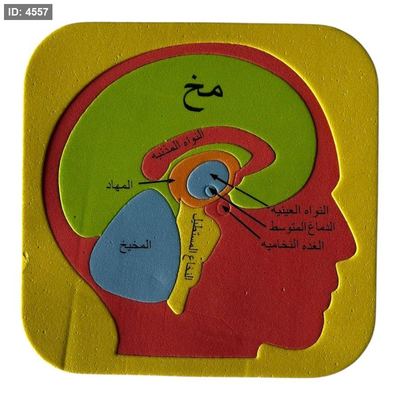 بازل اسفنجي - المخ