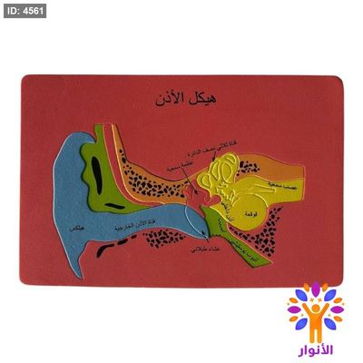 بازل اسفنجي - هيكل الاذن