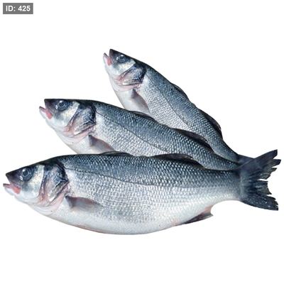 سمك لبراك طازج