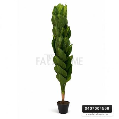 شجر ورد ورق موز عريض قوار اسود 180 سم ارتفاع