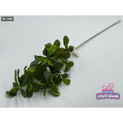 عرق اخضر