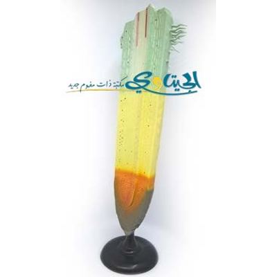 مجسم الجذر