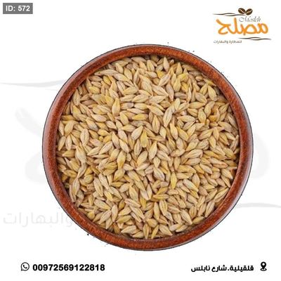 شعير بلدي