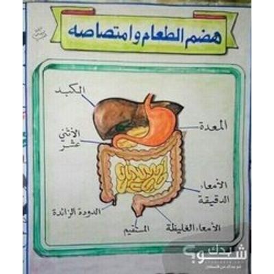 رسام(ة)/فنان(ة) — سيرين ابراهيم حواس