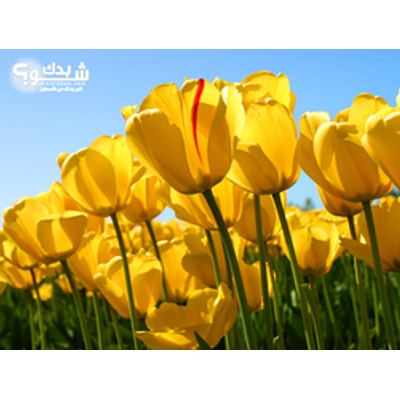 فني بساتين / تنسيق حدائق — بسام الرفاعي