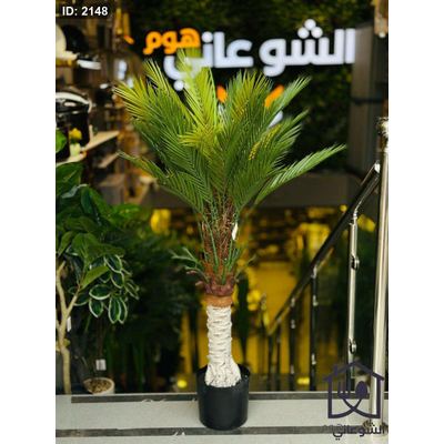 شجرة ورق نخيل قوار اسود