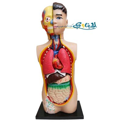 مجسم اعضاء جسم الانسان