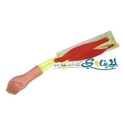 مجسم الذراع و العضلات