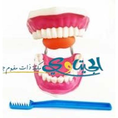 مجسم الاسنان مع اللسان