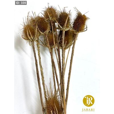 عروق شوك مجفف