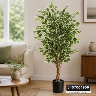 شجر فيجاس اخضر ابيض 180 مع قوار اسود