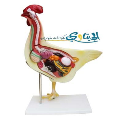 مجسم الدجاجة