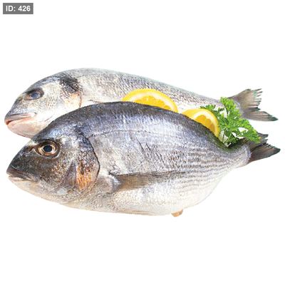 سمك دنيس طازج