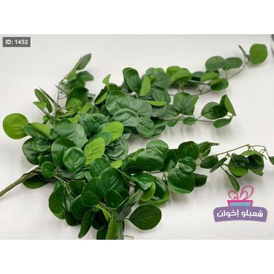 عرق اخضر نازل