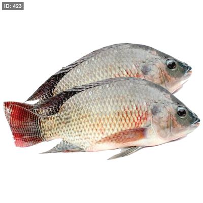 سمك مشط طازج