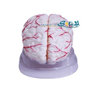 مجسم دماغ الانسان