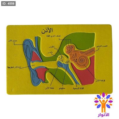 بازل اسفنجي - الاذن