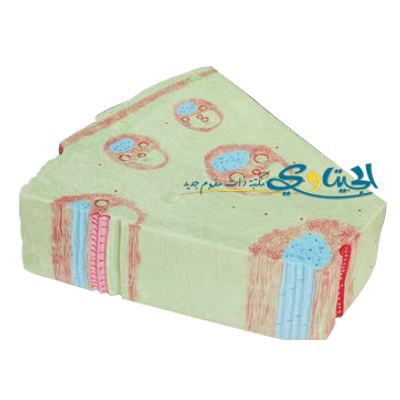 مجسم الساق فلقة واحدة