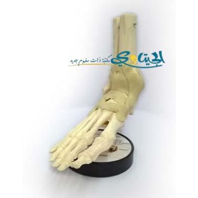 مجسم عظام القدم لجسم الانسان