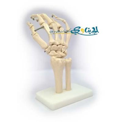 مجسم عظام الكف لجسم الانسان