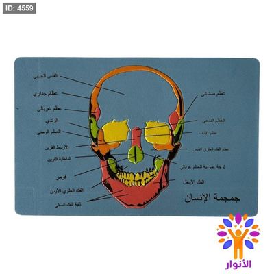 بازل اسفنجي - جمجمة الانسان
