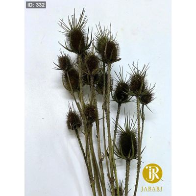 عروق شوك مجفف
