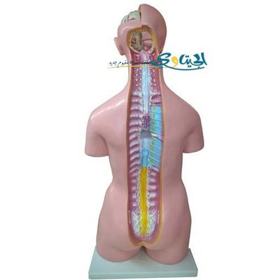 مجسم جسم الانسان مفتوح الظهر